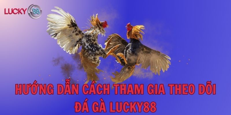 Đá gà Lucky88 cựa dao