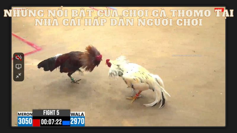 Những nổi bật của chọi gà Thomo tại nhà cái hấp dẫn người chơi