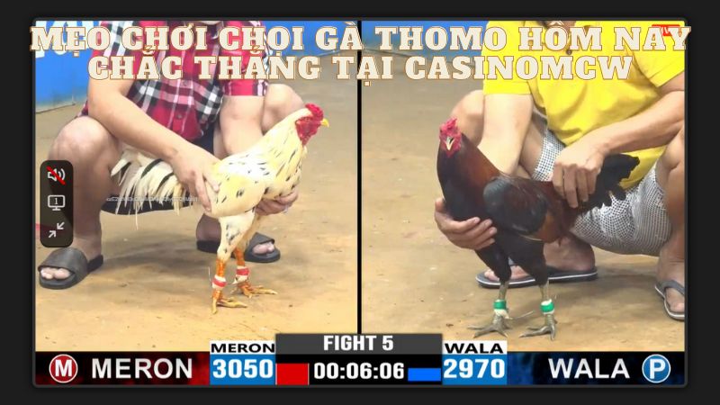 Theo dõi các trận đấu trực tiếp chọi gà Thomo tại MCW