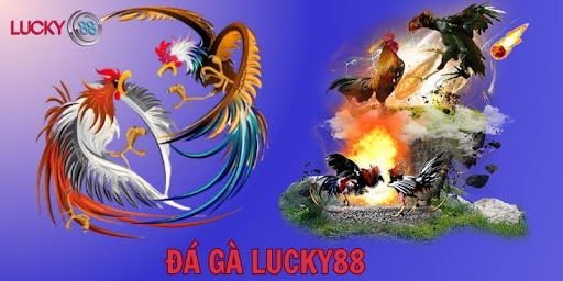 Vì sao cược thủ nên chọn trải nghiệm đá gà Lucky88? 