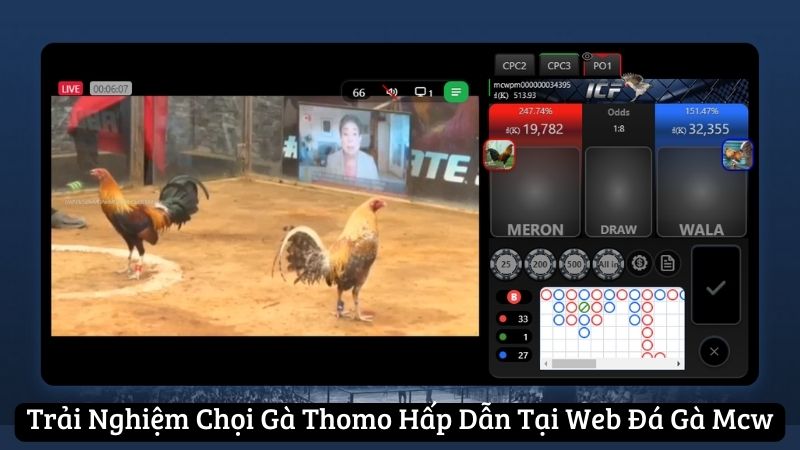 Chọi gà Thomo tại nhà cái đá gà mcw là gì?